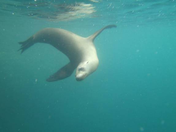 Leão-marinho curioso brinca conosco embaixo d'água na Ilha Espíritu Santo, região de La Paz, na Baja California, no México
